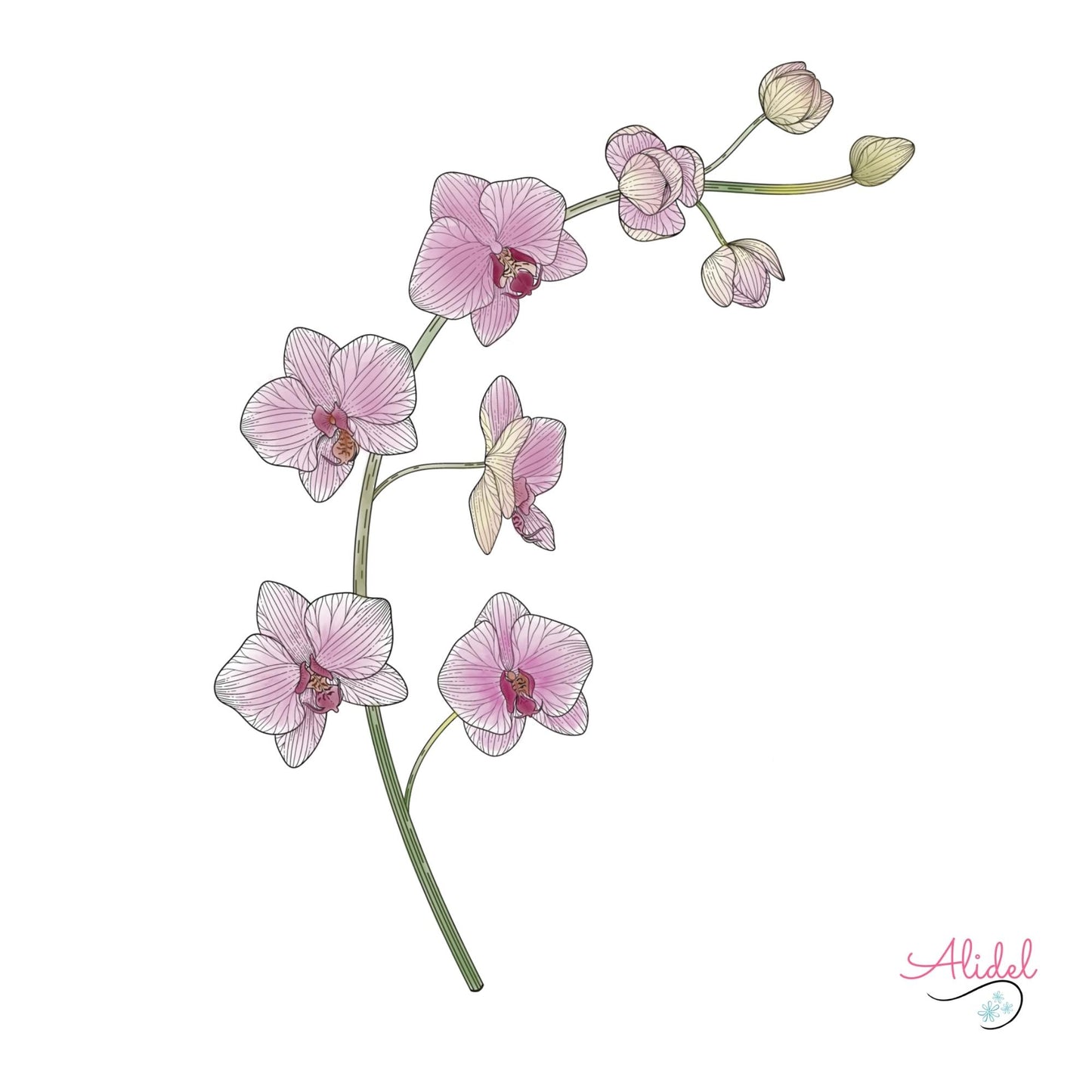 Orchids Sticker